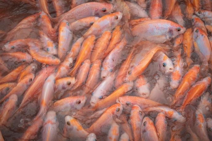 orange and silver fishes on water